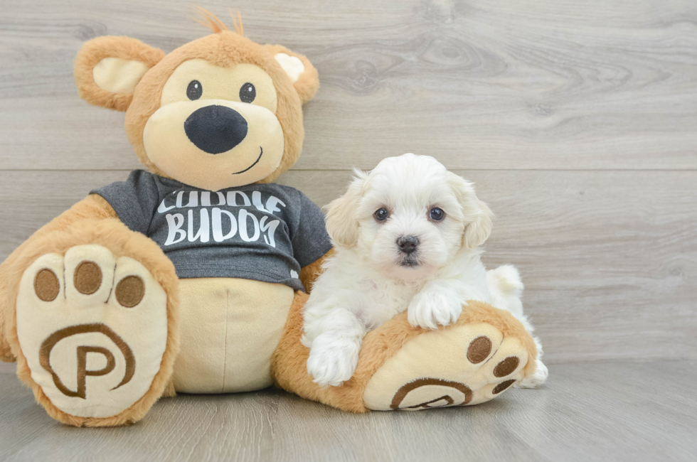 6 week old Teddy Bear Puppy For Sale - Florida Fur Babies