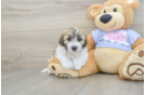 Smart Teddy Bear Designer Pup
