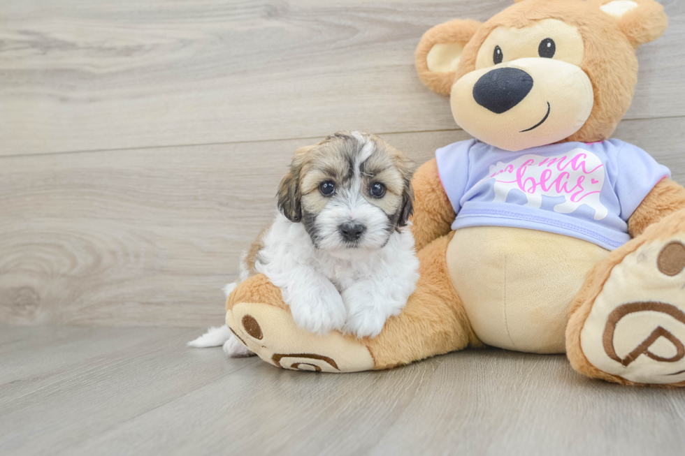 Smart Teddy Bear Designer Pup