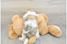 Teddy Bear Pup Being Cute