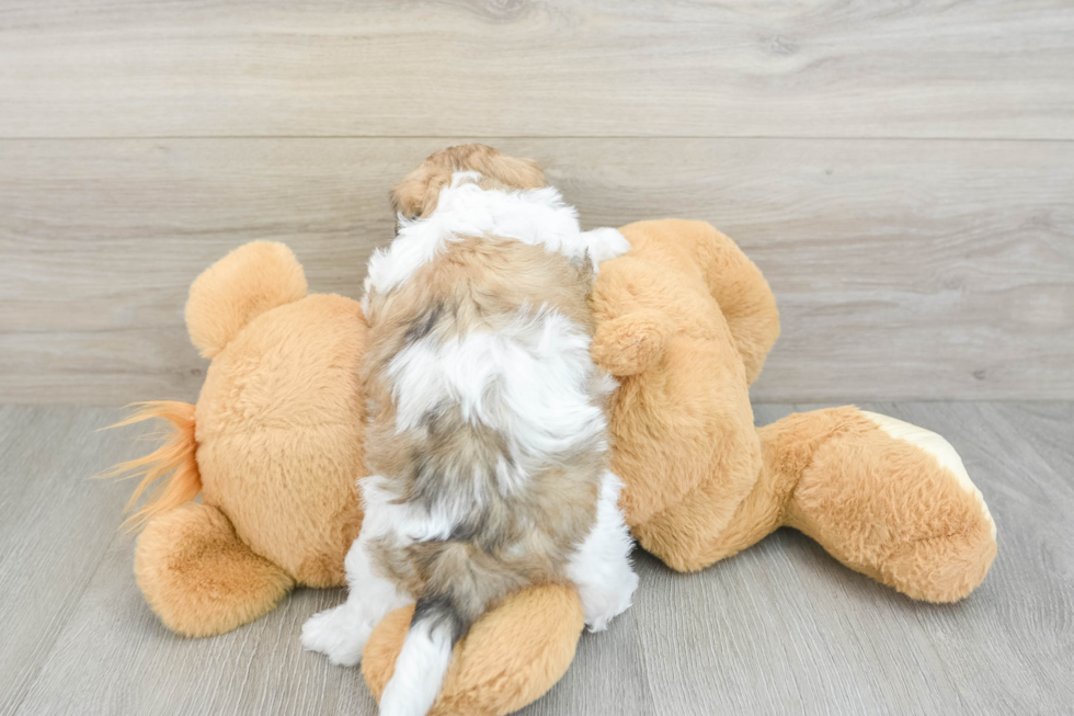 Teddy Bear Pup Being Cute