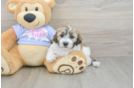 Best Teddy Bear Baby