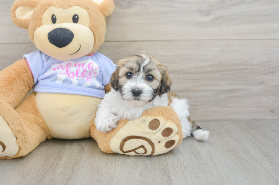 Best Teddy Bear Baby