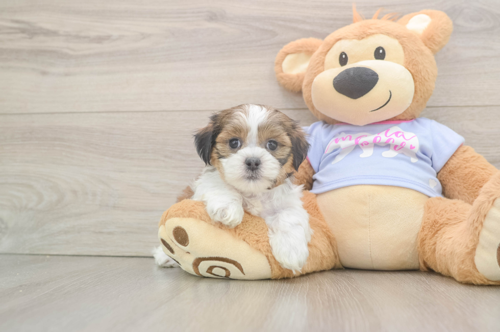 6 week old Teddy Bear Puppy For Sale - Florida Fur Babies