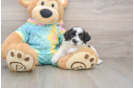 Teddy Bear Puppy for Adoption