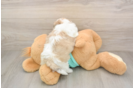 Teddy Bear Pup Being Cute