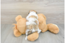 Best Teddy Bear Baby