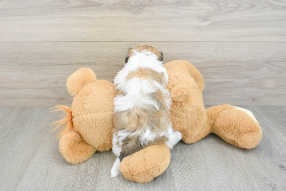 Best Teddy Bear Baby