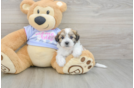 Little Shit Designer Puppy