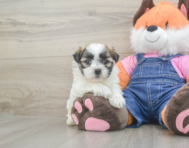 7 week old Teddy Bear Puppy For Sale - Florida Fur Babies