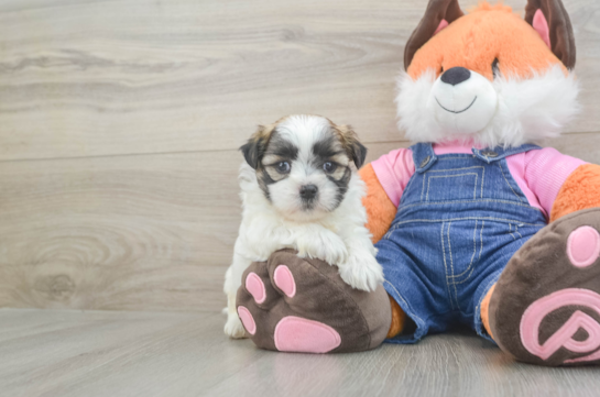 Best Teddy Bear Baby