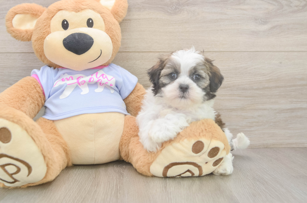 6 week old Teddy Bear Puppy For Sale - Florida Fur Babies