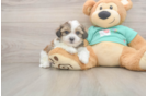 Teddy Bear Pup Being Cute
