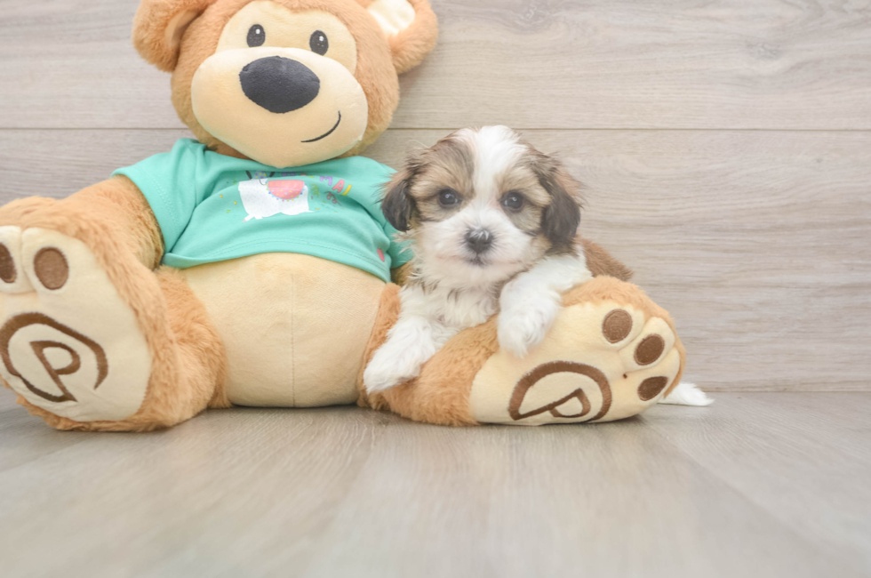 6 week old Teddy Bear Puppy For Sale - Florida Fur Babies