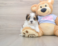 5 week old Teddy Bear Puppy For Sale - Florida Fur Babies
