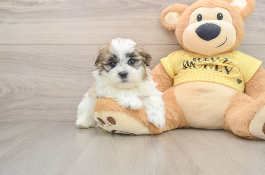 ELIJAH, a Teddy Bear littermate