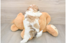 Popular Teddy Bear Designer Pup