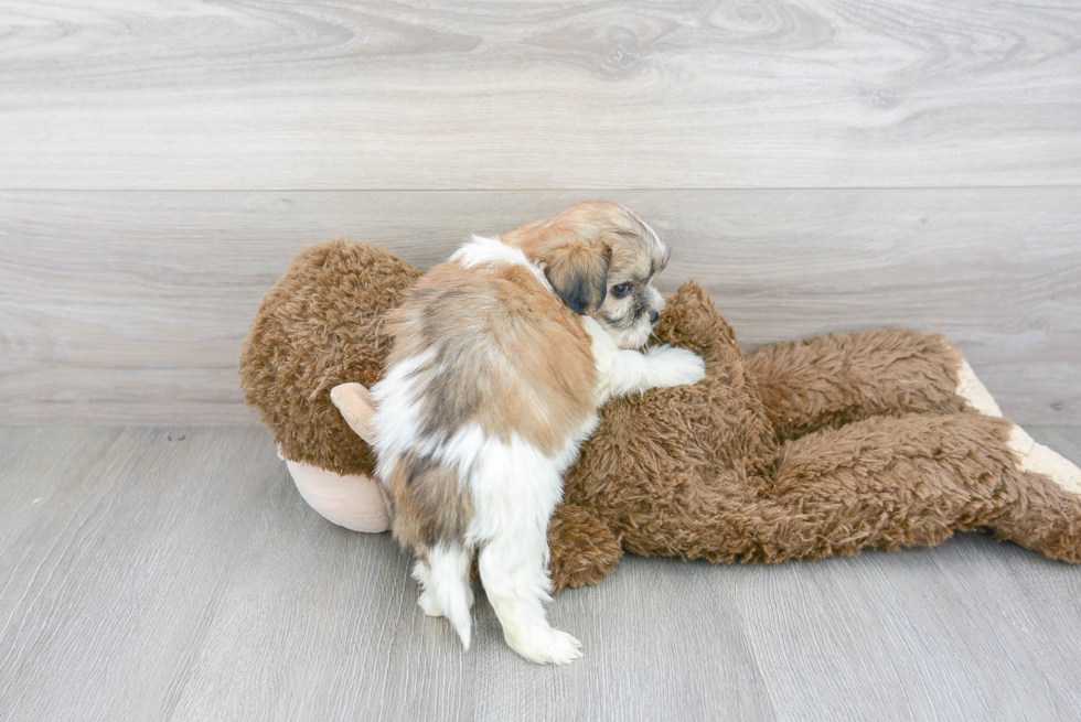 Cute Teddy Bear Designer Pup