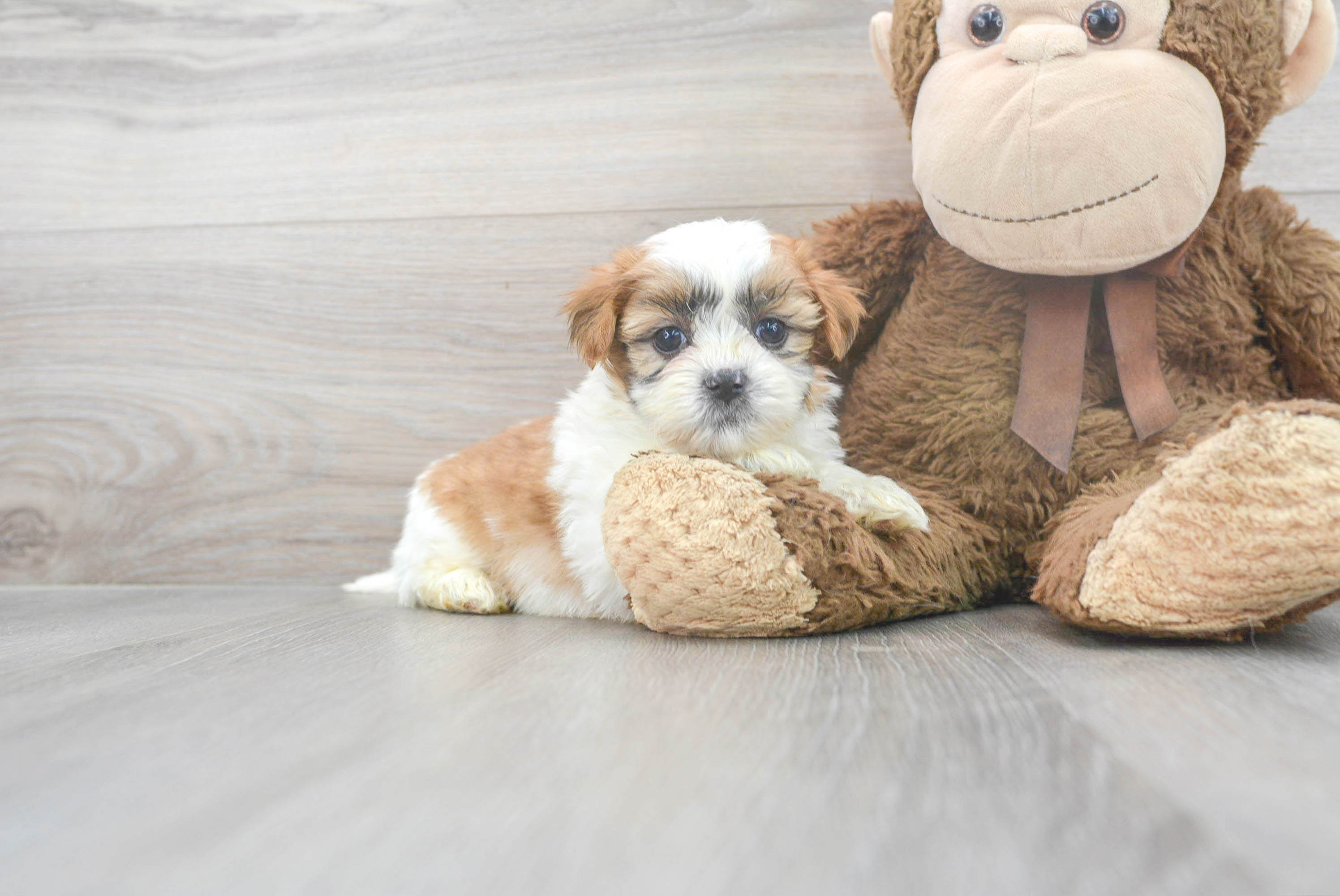 Teddy bear malshi cheap