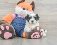 7 week old Teddy Bear Puppy For Sale - Florida Fur Babies