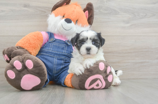 Teddy Bear Pup Being Cute