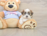 7 week old Teddy Bear Puppy For Sale - Florida Fur Babies