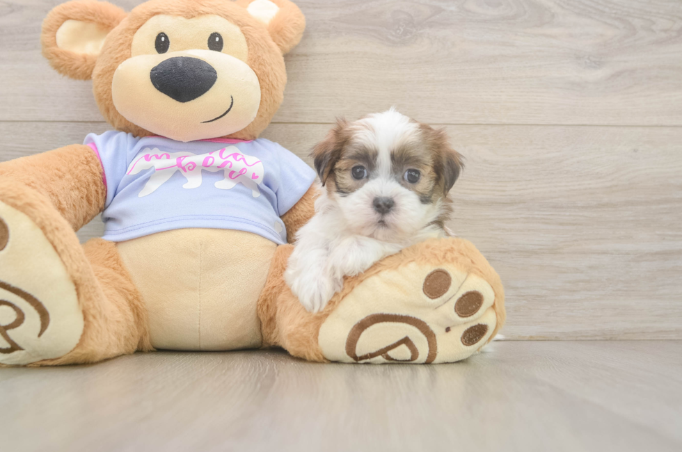 6 week old Teddy Bear Puppy For Sale - Florida Fur Babies
