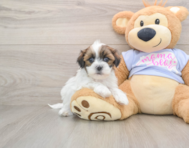 5 week old Teddy Bear Puppy For Sale - Florida Fur Babies