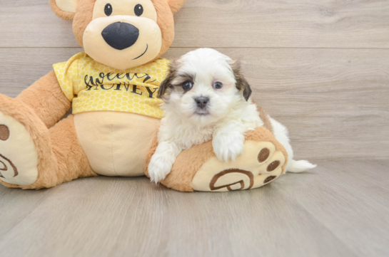 Little Shichon Designer Puppy