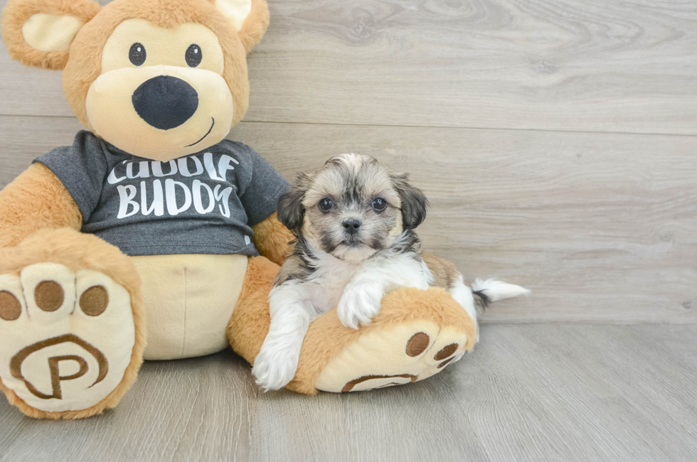 7 week old Teddy Bear Puppy For Sale - Florida Fur Babies