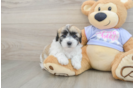 Sweet Teddy Bear Baby