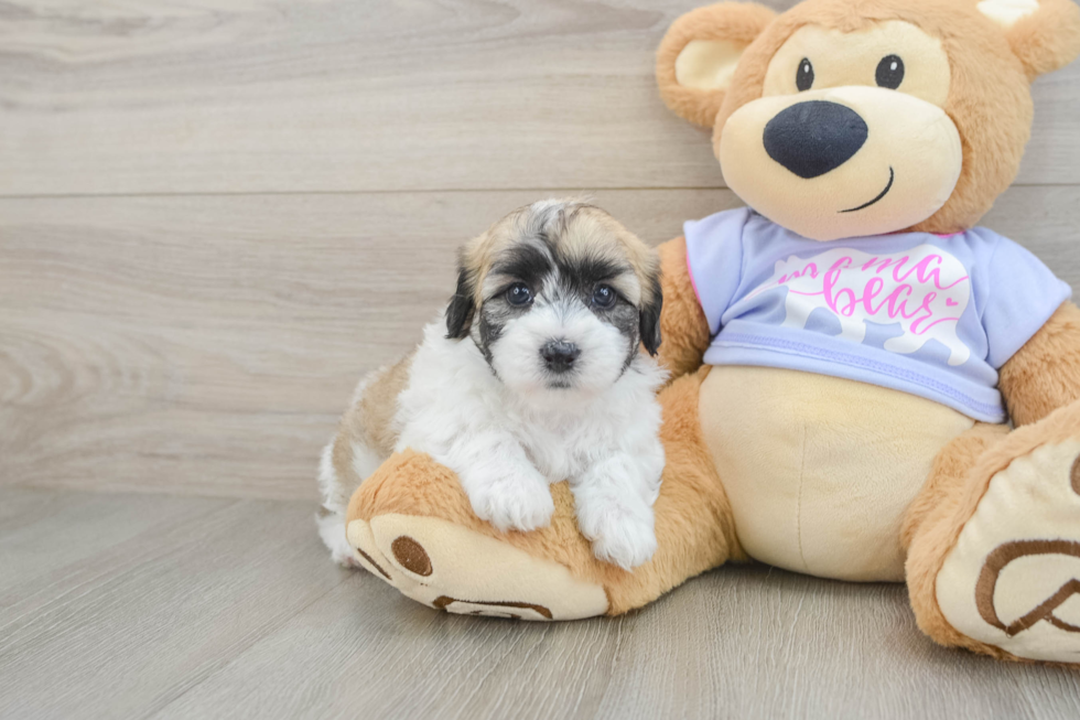 Sweet Teddy Bear Baby