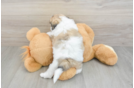 Teddy Bear Puppy for Adoption