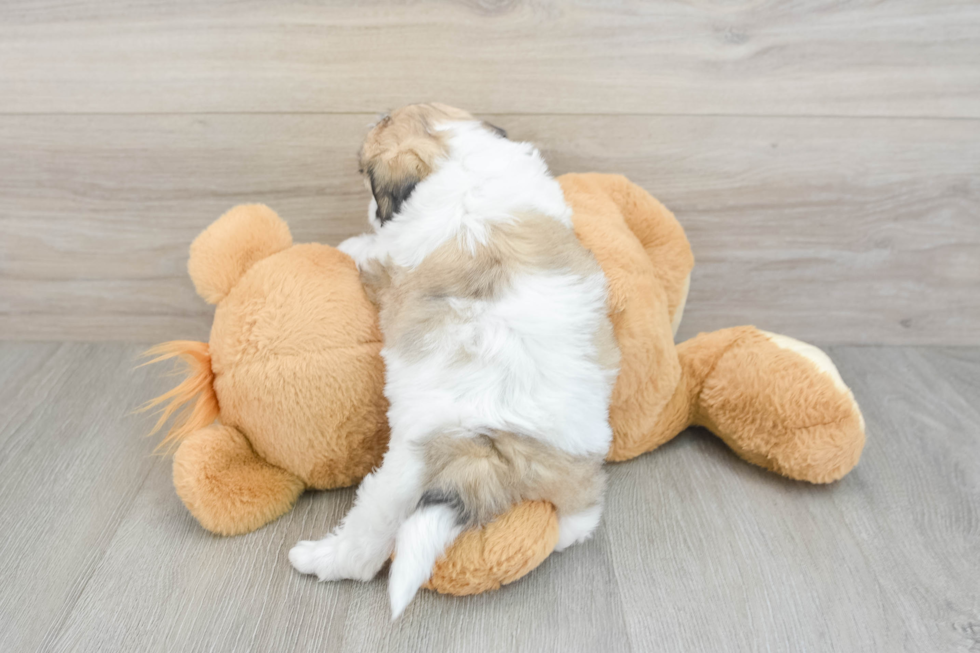 Teddy Bear Puppy for Adoption