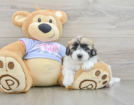 7 week old Teddy Bear Puppy For Sale - Florida Fur Babies