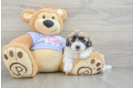 Hypoallergenic Shitzu Designer Puppy