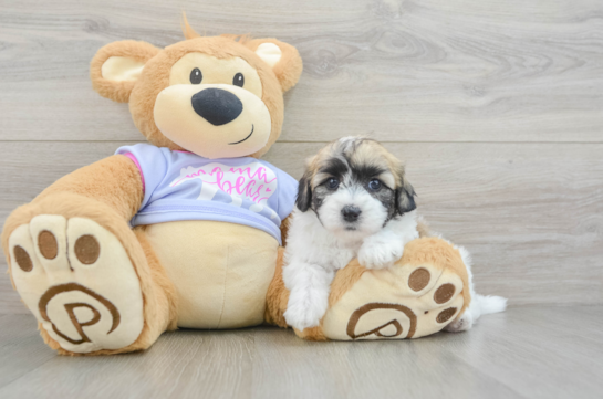 Hypoallergenic Shitzu Designer Puppy