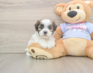 8 week old Teddy Bear Puppy For Sale - Florida Fur Babies