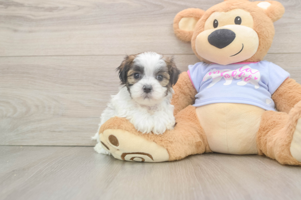 6 week old Teddy Bear Puppy For Sale - Florida Fur Babies