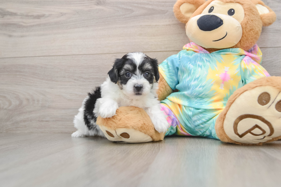 Funny Teddy Bear Designer Pup