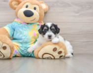 6 week old Teddy Bear Puppy For Sale - Florida Fur Babies