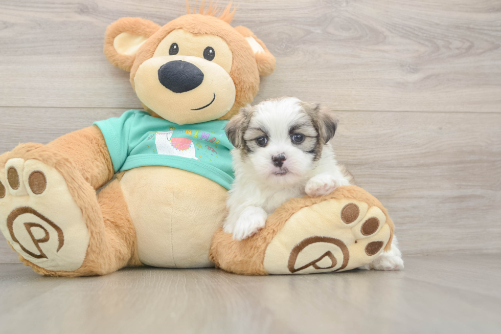 Sweet Teddy Bear Baby