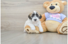 Petite Teddy Bear Designer Pup