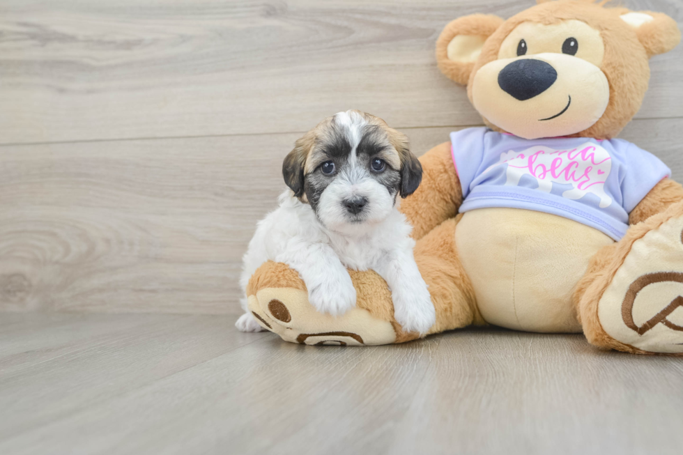 Petite Teddy Bear Designer Pup