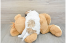 Fluffy Teddy Bear Designer Pup