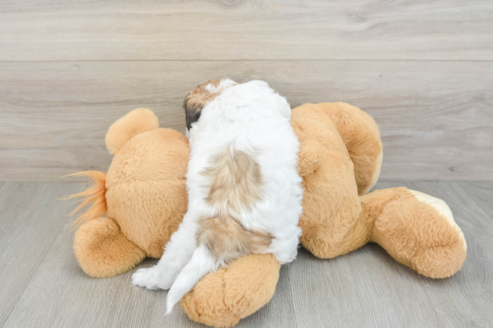 Fluffy Teddy Bear Designer Pup