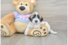 Teddy Bear Pup Being Cute