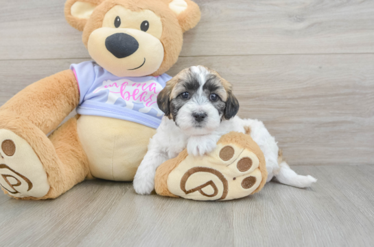 Teddy Bear Pup Being Cute
