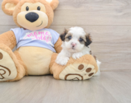6 week old Teddy Bear Puppy For Sale - Florida Fur Babies