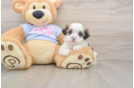 Teddy Bear Puppy for Adoption